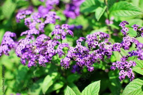 Photo: Thymian Thymian