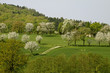 Kirschbaumblüte in Hagen, Niedersachsen, Germany