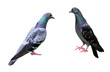Pigeons Pigeons