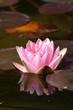 Seerose pink