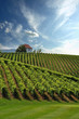 House in Vineyards. Škalce, Slovenia House in Vineyards. Škalce, Slovenia