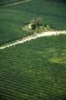 Vigneto