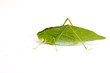 Katydid Katydid
