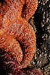 giant orange starfish