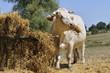 Vache Vache