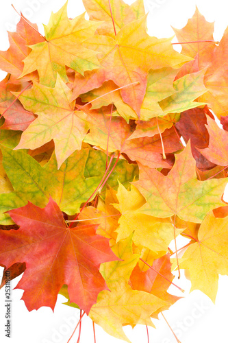 Photo: autumn maple leaves autumn maple leaves