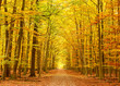 Pathway in the autumn park