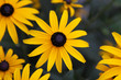 Photo: Black-eyed Susan Black-eyed Susan