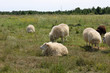 Sheep grazing on the pasture Sheep grazing on the pasture