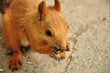 Red squirrel