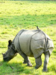 Wild white rhino with bird Wild white rhino with bird