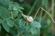 Snail