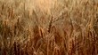 wheat ears