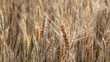wheat ears