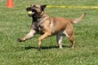 Malinois with a Ball