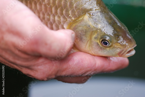 Foto: Karausche (Carassius carassius) seltene Fischart Karausche (Carassius carassius) seltene Fischart