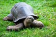 Aldabra Giant Tortoise