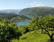 Farmland around Hardangerfjord, Norway