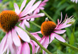 purple cone flower