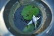 Two fresh caught fishes in fish net