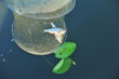 Two fresh caught fishes in fish net