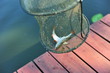 Two fresh caught fishes in fish net