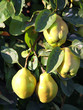 Coings sur l'arbre