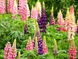 lupinen