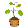 oak tree with acorn in tub