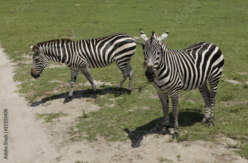 Photo: zebras zebras
