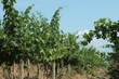 vine 5