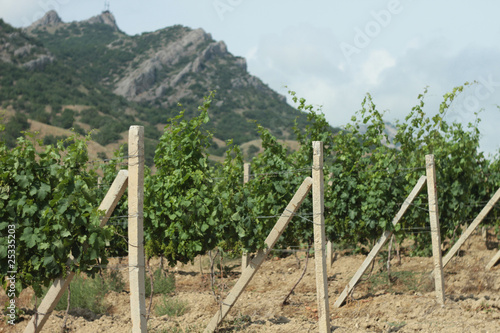 Photo: vine 1 vine 1