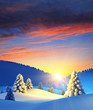 winter landscape with fir trees