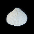 white sea shell