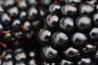 Brombeere - Makro