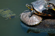 Turtles