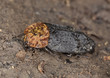 Red-breasted carrion beetle (Oiceoptoma thoracicum)