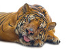 tiger sleeping on white isolation background