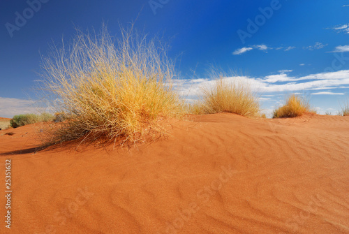 Foto: Strauch im Wüstensand Strauch im Wüstensand