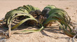 Foto: Welwitschia Mirabilis Welwitschia Mirabilis