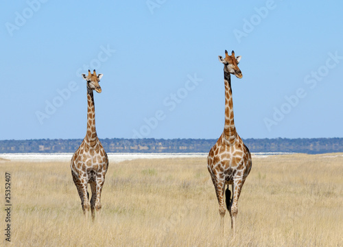 Foto: Giraffen - Etoscha Giraffen - Etoscha