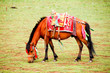 Tibetan horse