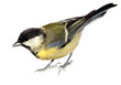 Great Tit, Parus major Great Tit, Parus major