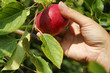Hand picking apple in a tree Hand picking apple in a tree