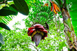 Banana flower
