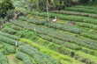 Bali rice fields, Indonesia Bali rice fields, Indonesia