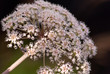Fleur