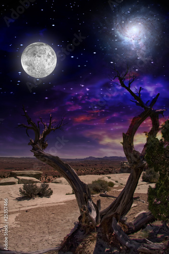 Photo: Desert Tree Desert Tree