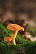 Girolle, vertical Girolle, vertical