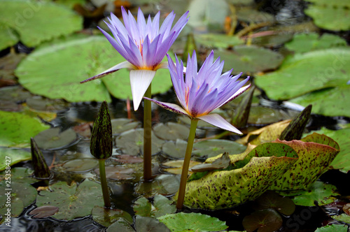 Photo: Purple water lilys Purple water lilys